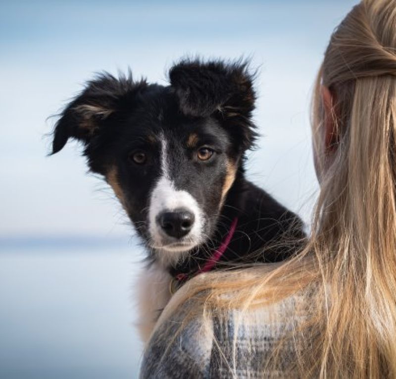 Séance photo animaux de compagnie réalisée par une photographe professionnelle à Neuchâtel