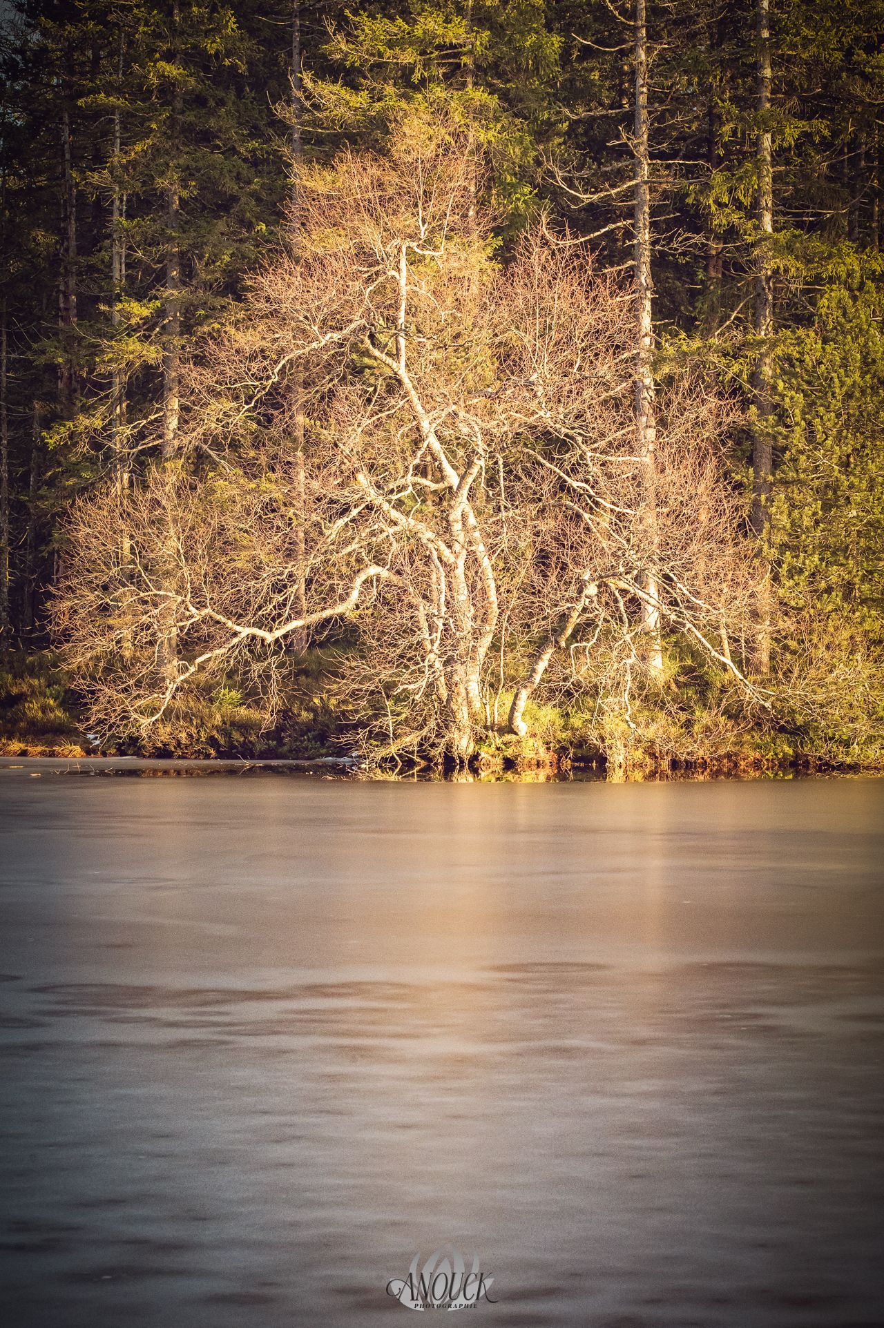 Photographie de l'étang de Gruère dans le Jura Bernois