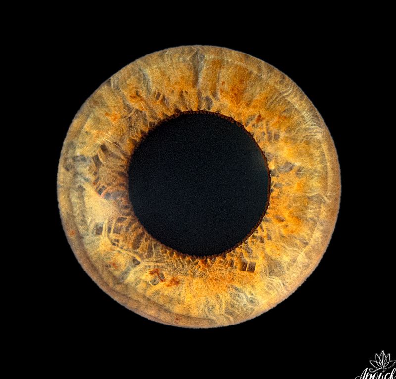 Photographie d’iris artistique réalisée à Neuchâtel