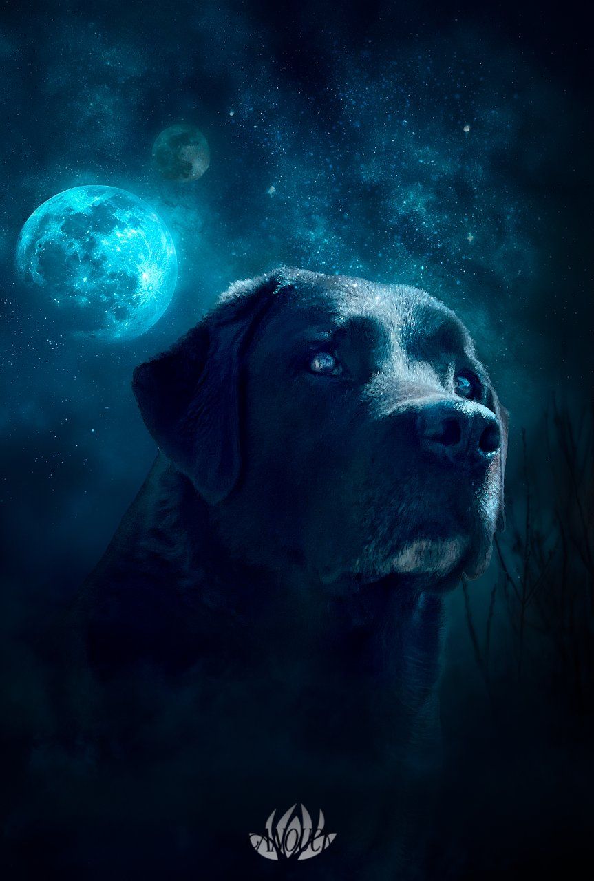 Séance photo animaux de compagnie réalisée à Gruère dans le Jura Bernois