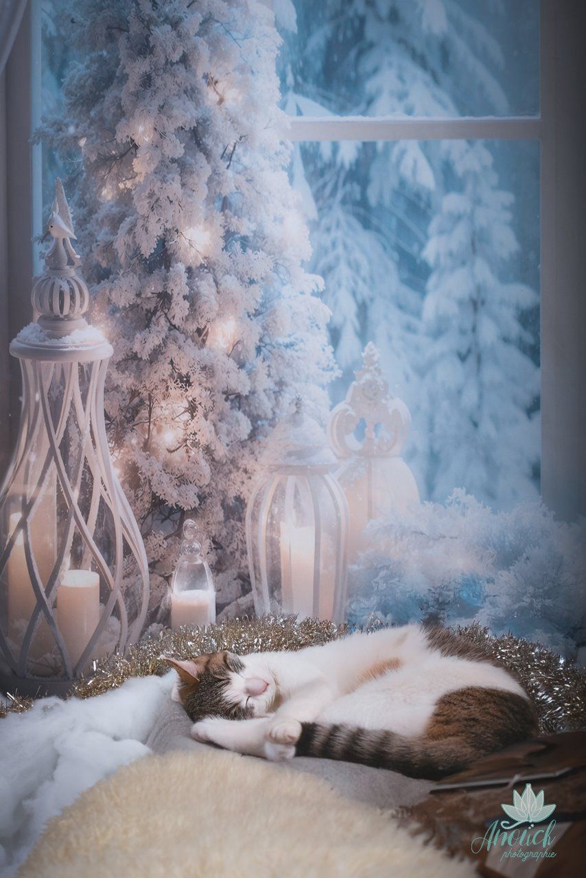 Séance photo animaux de compagnie réalisée à Neuchâtel
