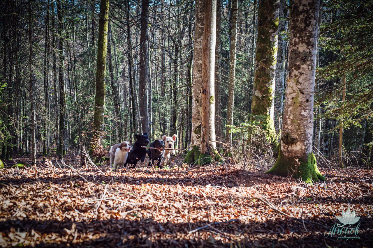 Photographie de chien réalisée à Neuchâtel