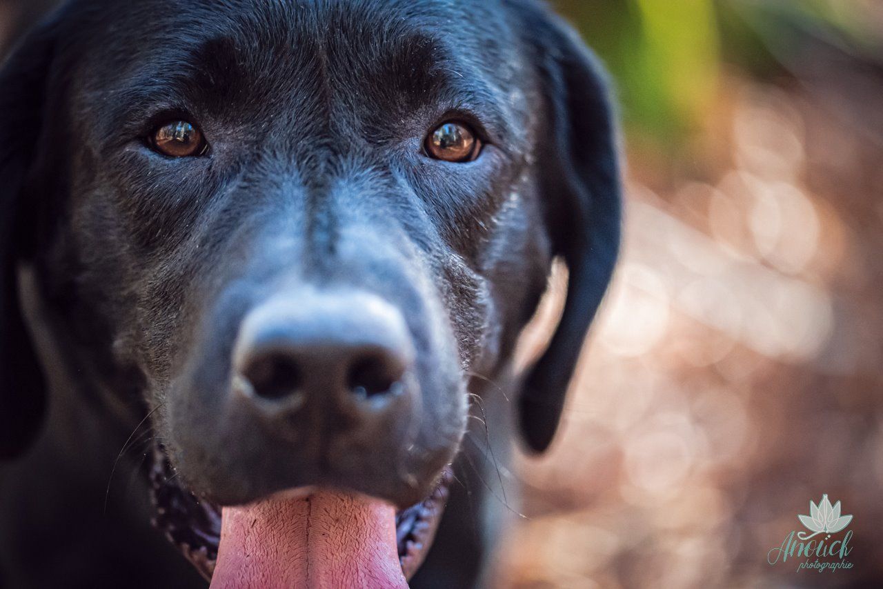 Séance photo animaux de compagnie réalisée à Neuchâtel