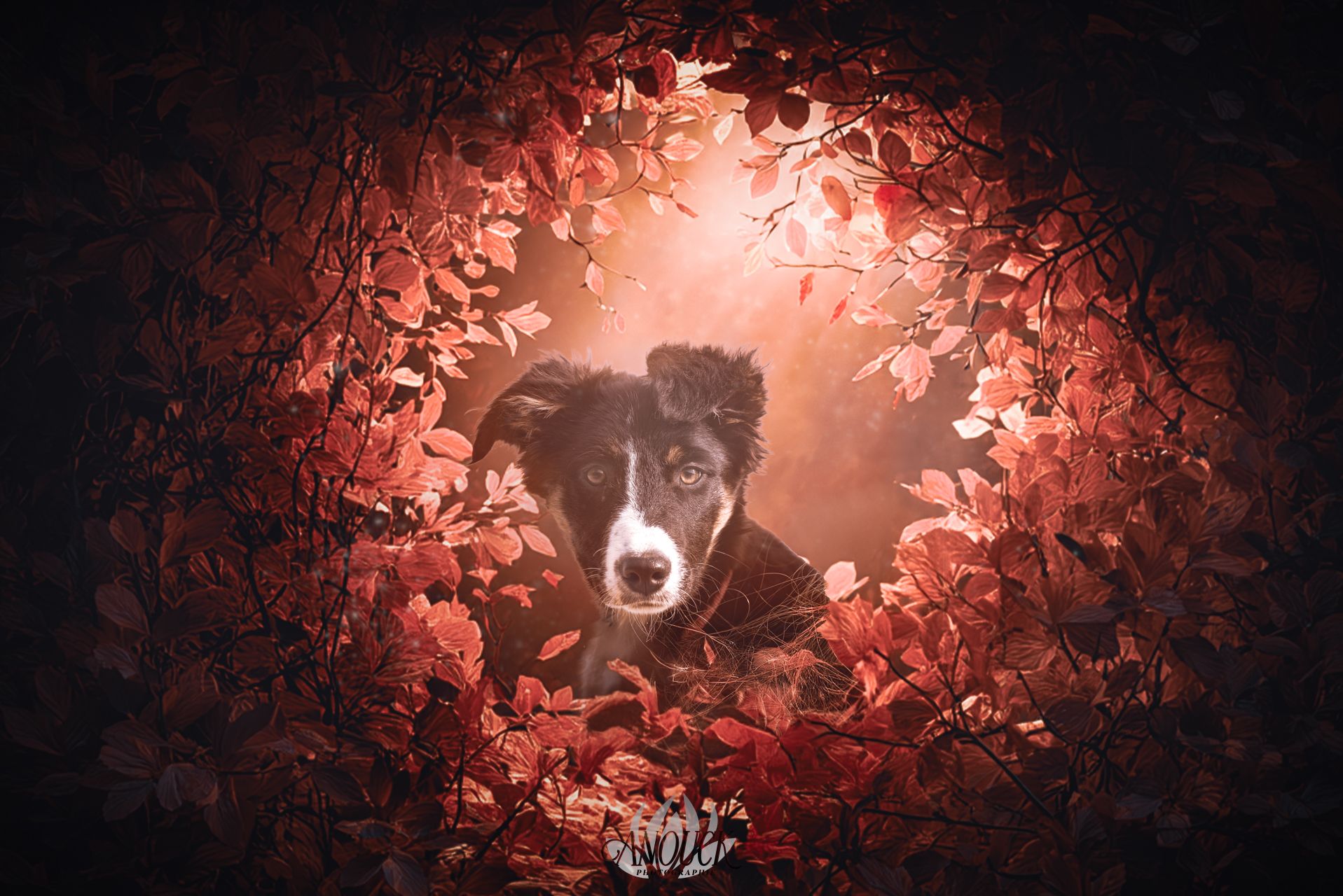 Séance photo animal de compagnie en plein air à Neuchâtel