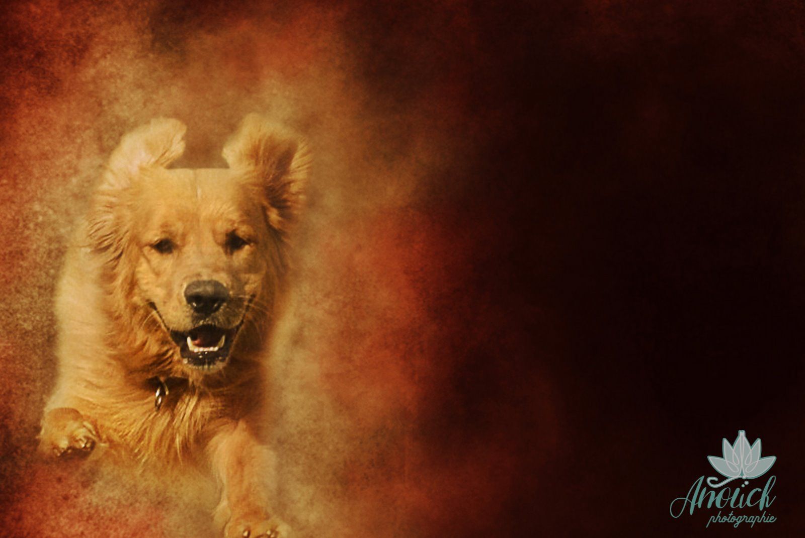 Photographie artistique avec un animal de compagnie à Neuchâtel